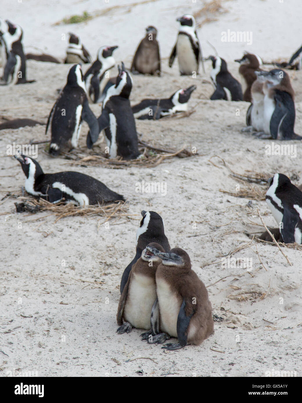 Penguin colony with nesting penguins and two baby penguins at Boulder Beach, South Africa Stock Photo