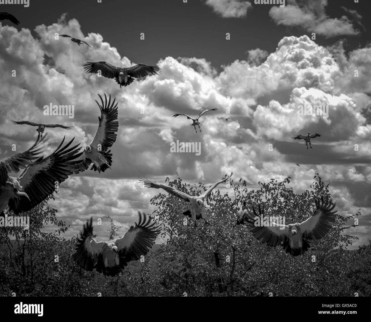 Black and white photograph of vultures taking off and landing in Victoria Falls, Zimbawe. Stock Photo