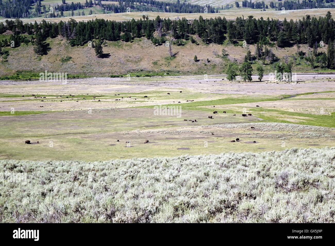 Bison herd Yellowstone National Park Stock Photo Alamy