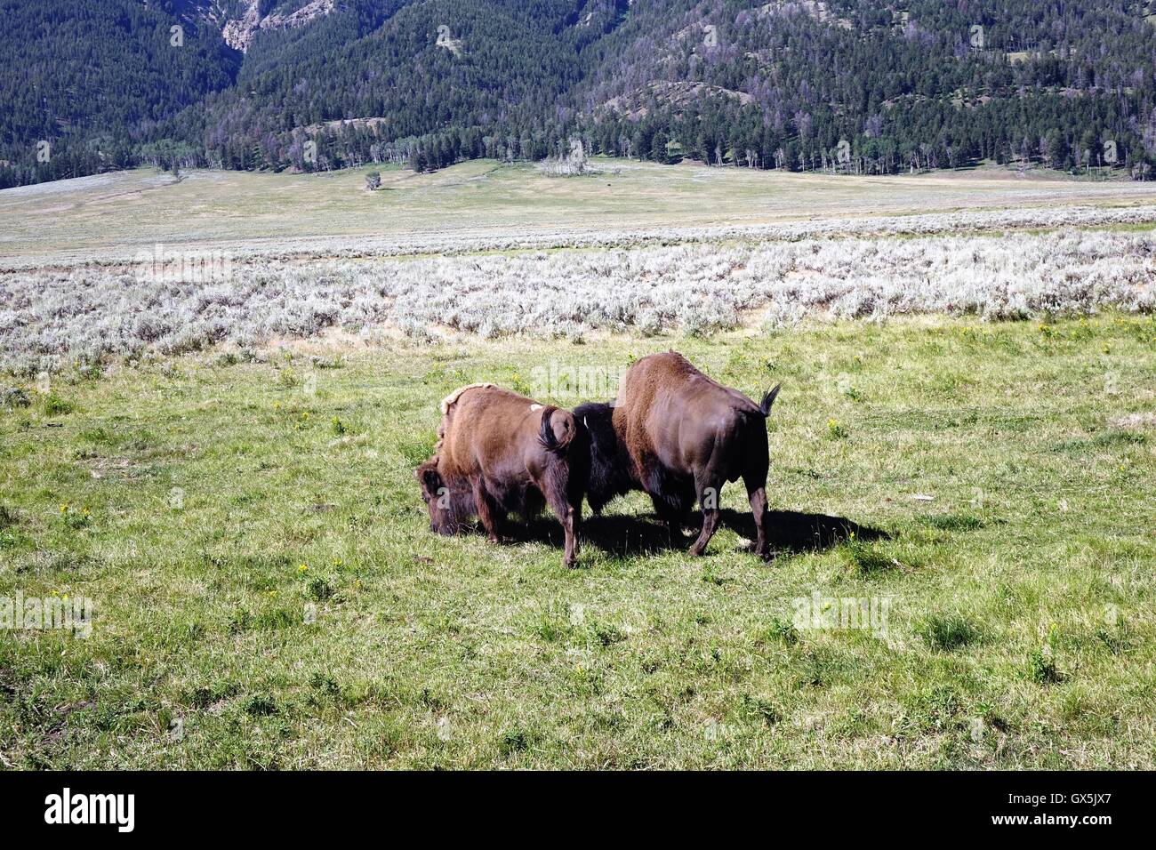 A pair of bison grazing in Yellowstone National Park Stock Photo - Alamy