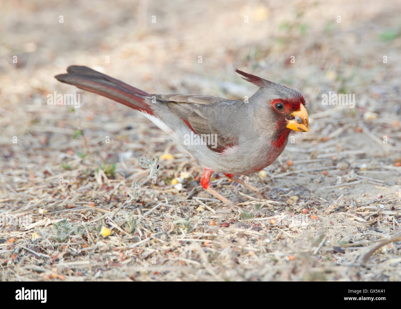 Pyrrhuloxia (Cardinalis sinuatus) feeding on the ground Stock Photo