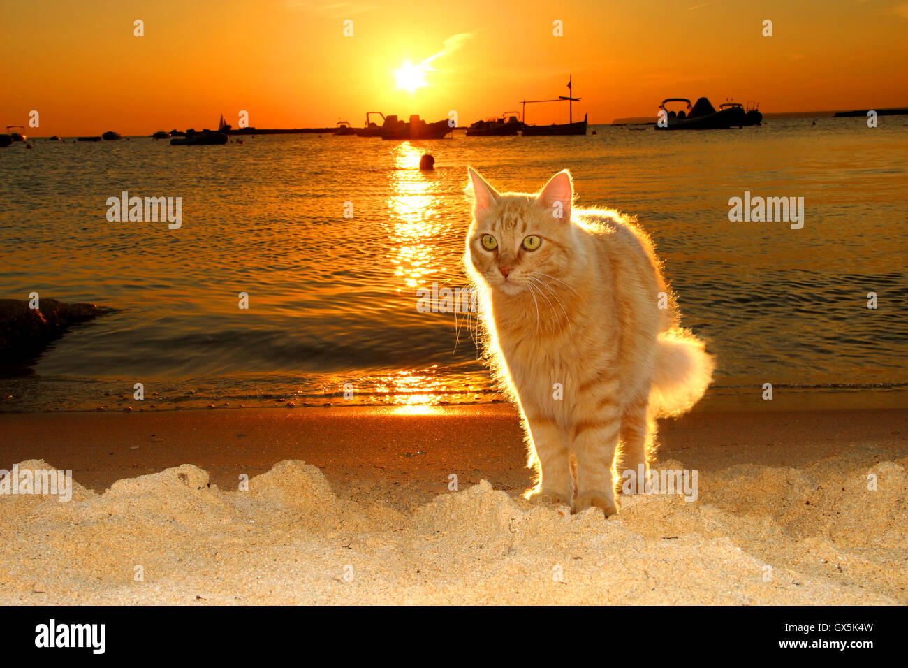 Free Sunset Beach Cat Image - Cat, Sunset, Beach | Download at StockCake, image size:1300x956