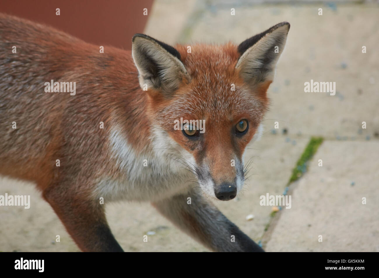 Can You Feed A Fox Dog Food