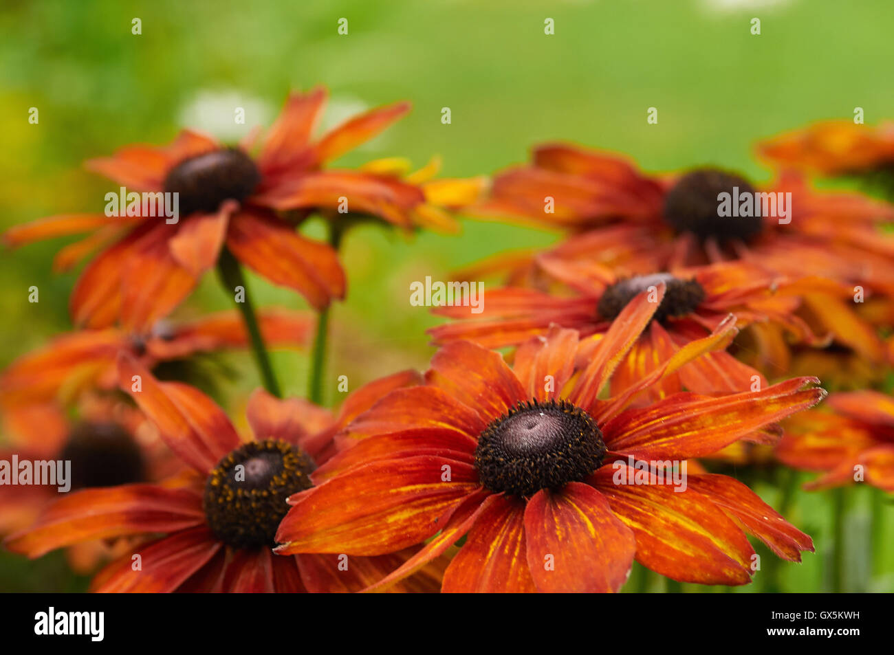 Nature in the UK Stock Photo