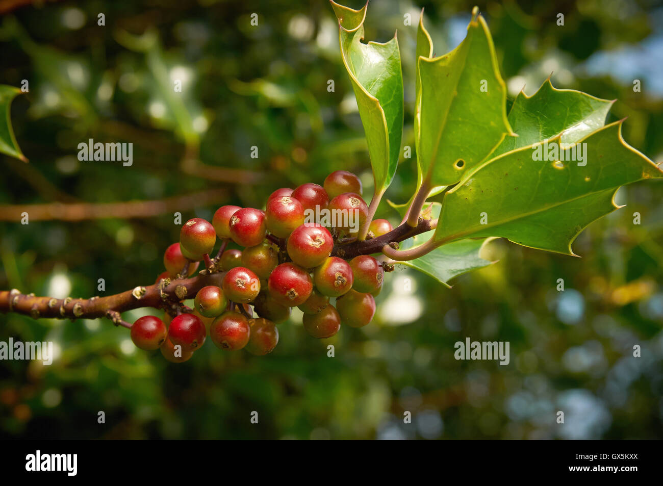 Wild berries and gapes in the English countryside Stock Photo
