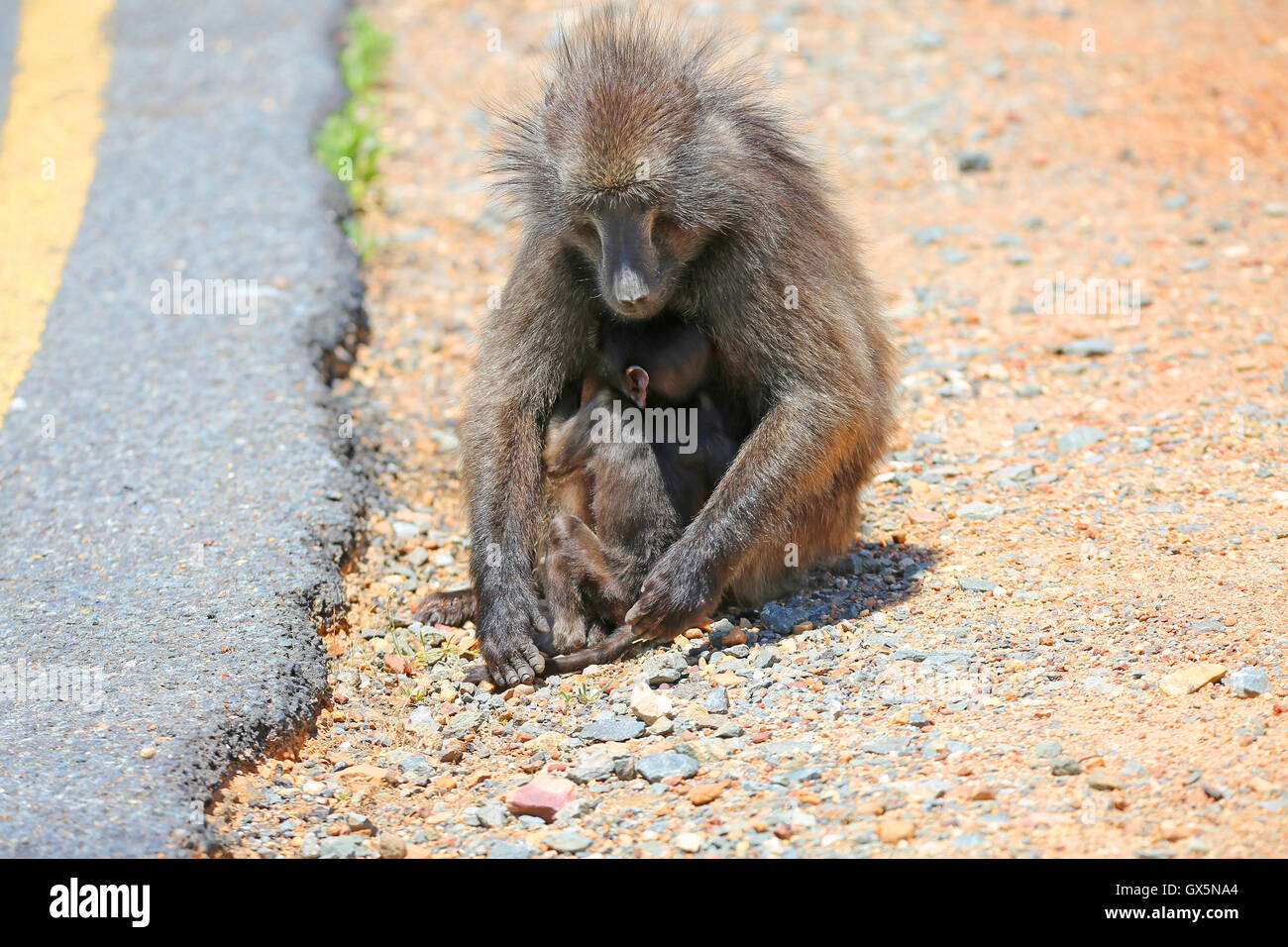 Wild young Chacma baboon (Papio ursinus) protected by female baboon next to road, Franschhoek Pass, Western Cape, South Africa Stock Photo