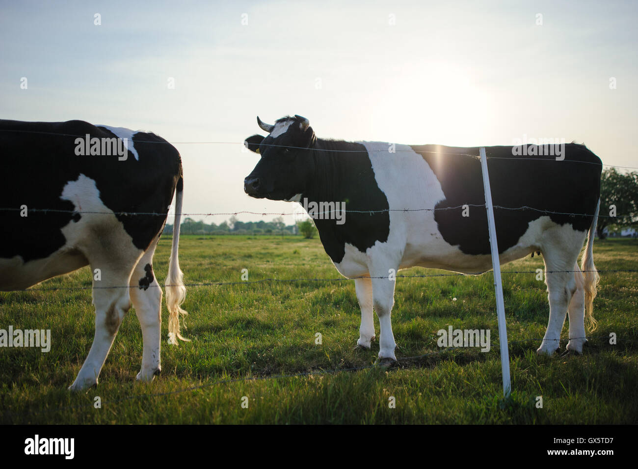 Spotted Black and White Holstein Cattle Grazing in a Green Field Stock ...