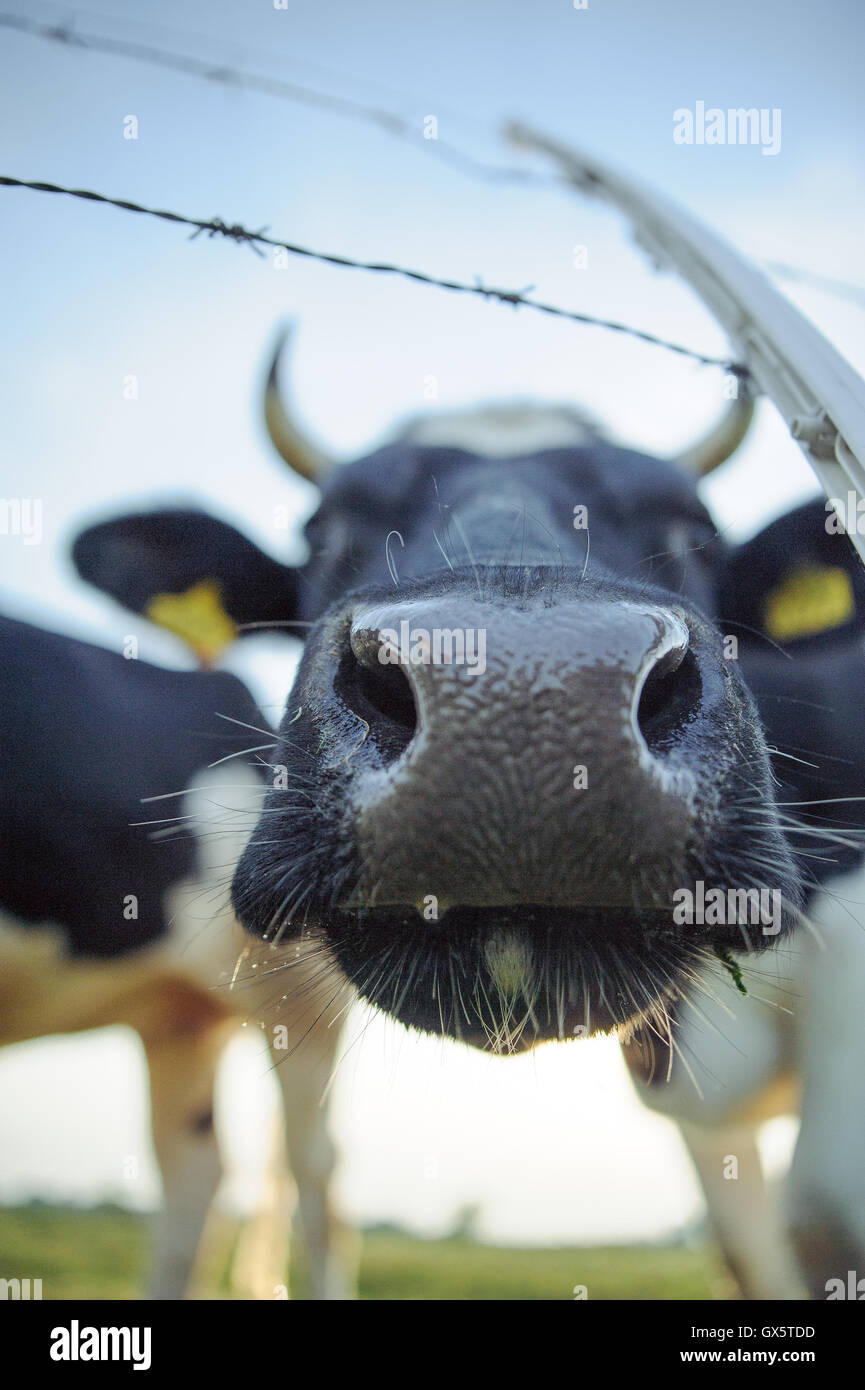 Spotted Black and White Holstein Cattle Grazing in a Green Field Stock ...