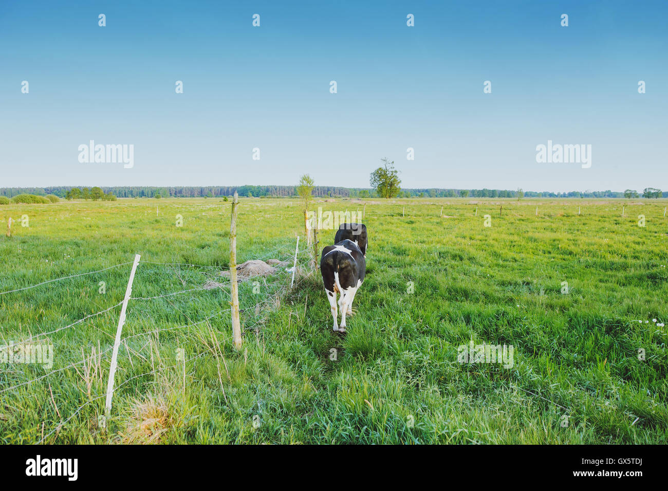 Spotted Black and White Holstein Cattle Grazing in a Green Field Stock ...