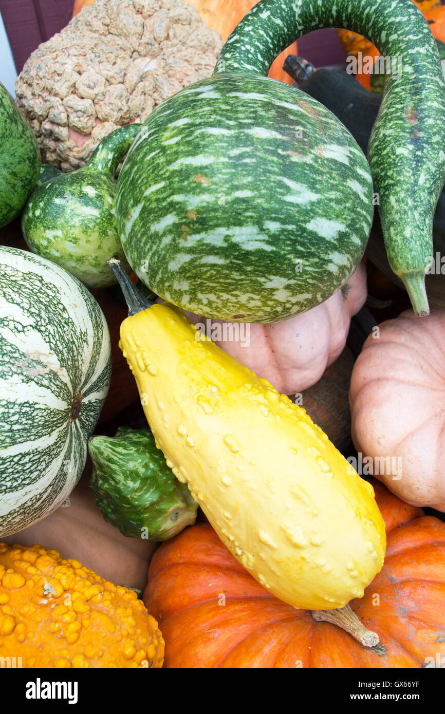 Gourd vertical hires stock photography and images Alamy