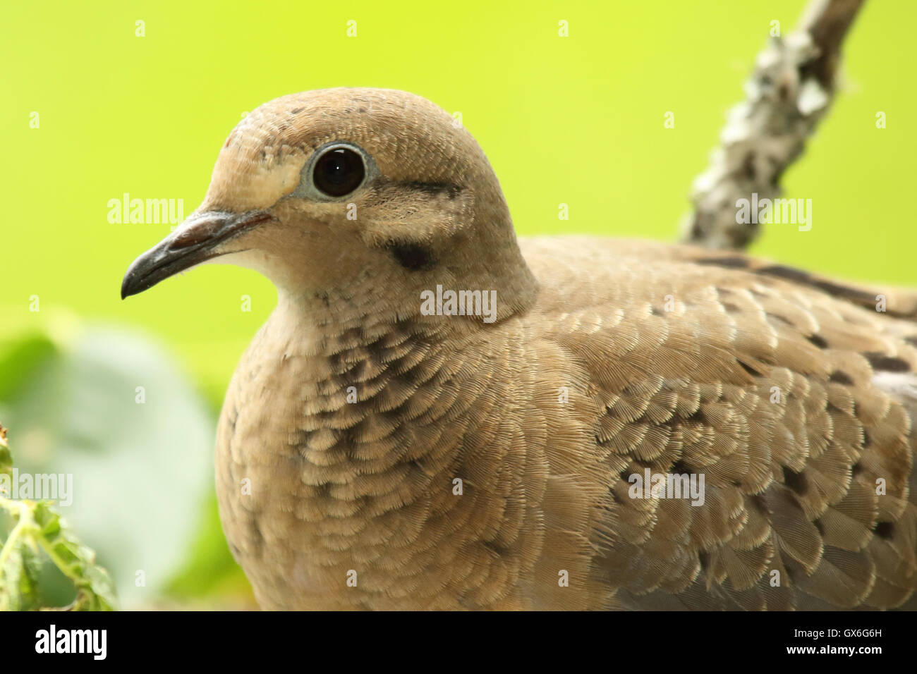 A close portrait of a Mourning Dove. Stock Photo