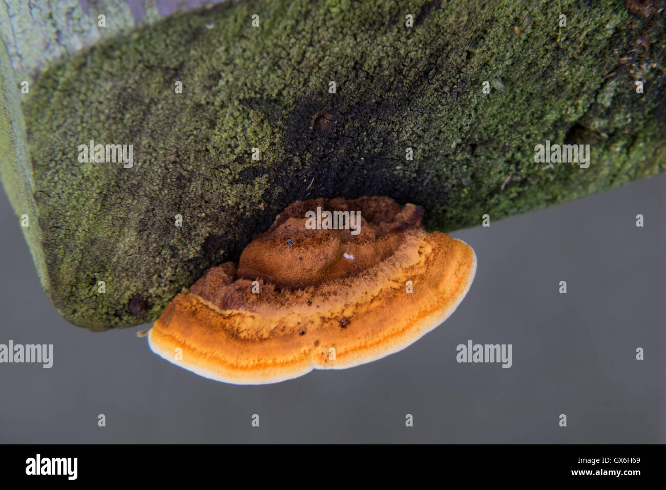 Fungus and moss growing on the end of a factory cut Pine plank. Stock Photo