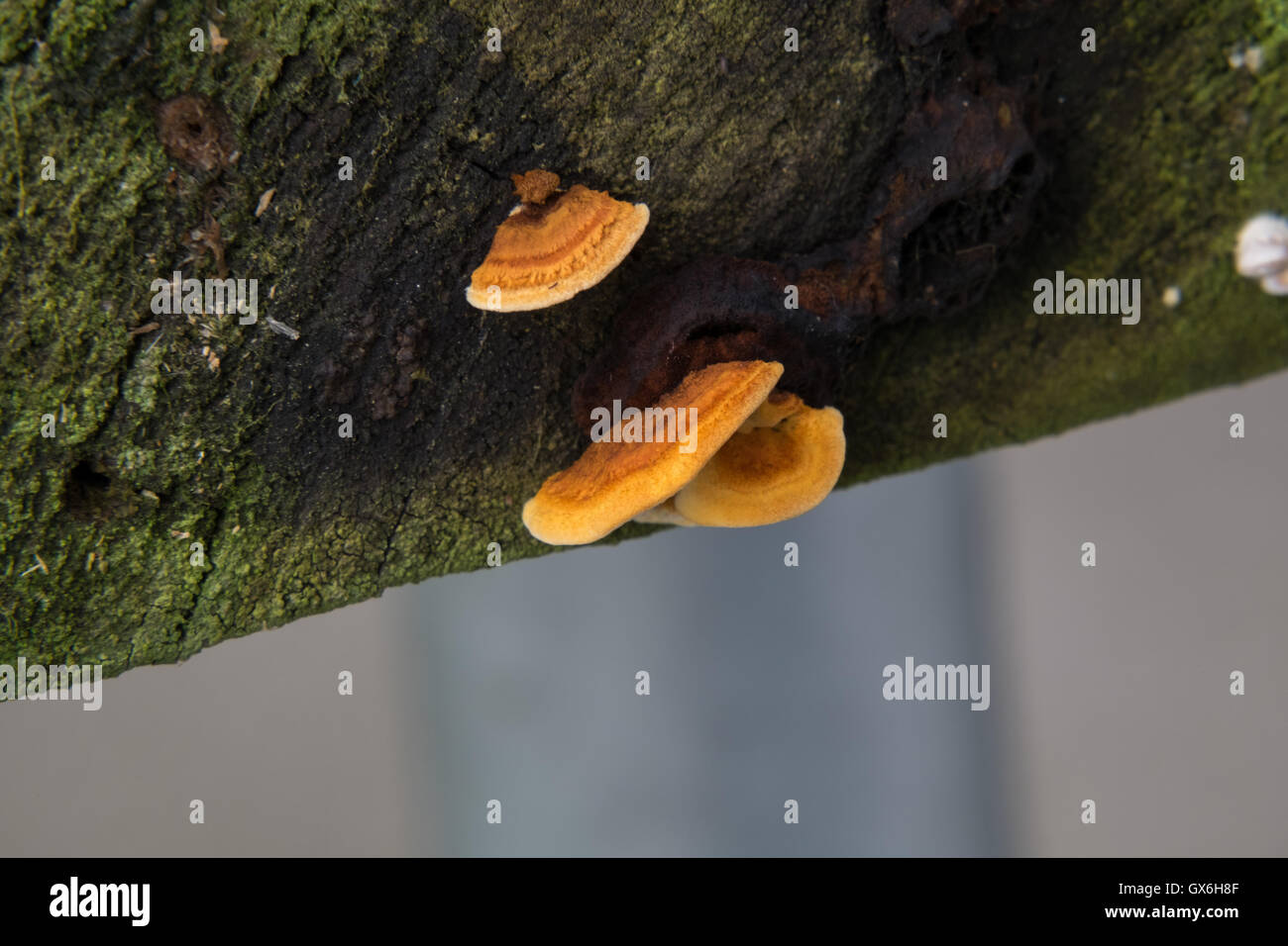 fungus and moss growing on the end of a Pine board. Stock Photo