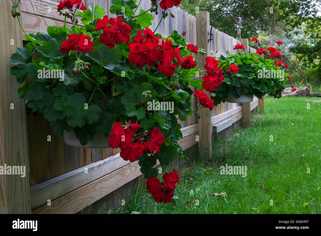 Potted Geraniums hanging on a wooden fence Stock Photo