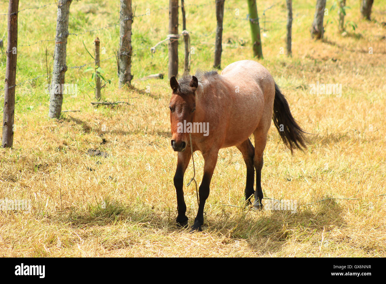 A horse in a pasture on a farm in Cotacachi, Ecuador Stock Photo