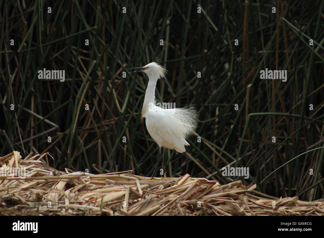 A Snowy Egret in a marsh near Ibarra, Ecuador Stock Photo
