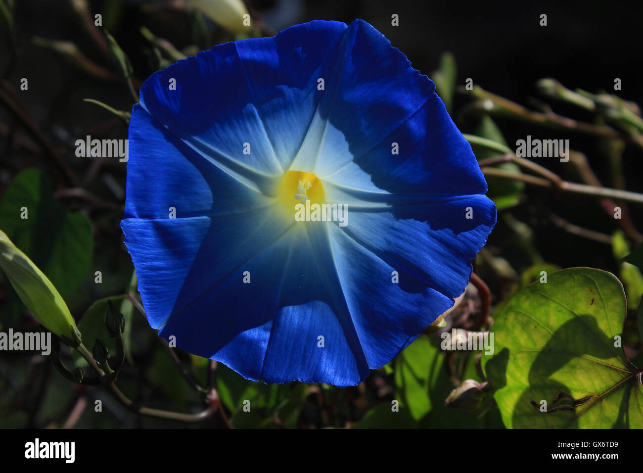 A blue flower blooming on a bush in Cotacachi, Ecuador Stock Photo