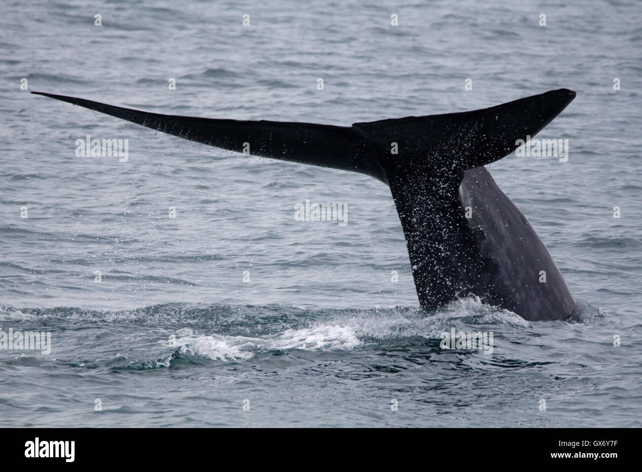 Blue whale fluke off the coast of Svalbard, Norway Stock Photo