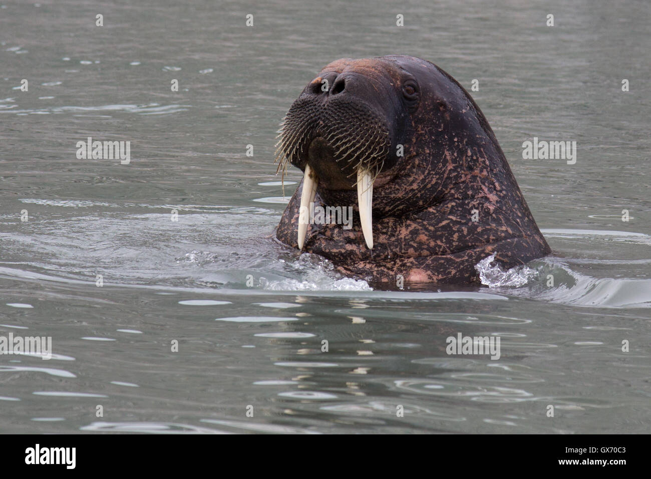 Walrus in water showing off its tusks Stock Photo
