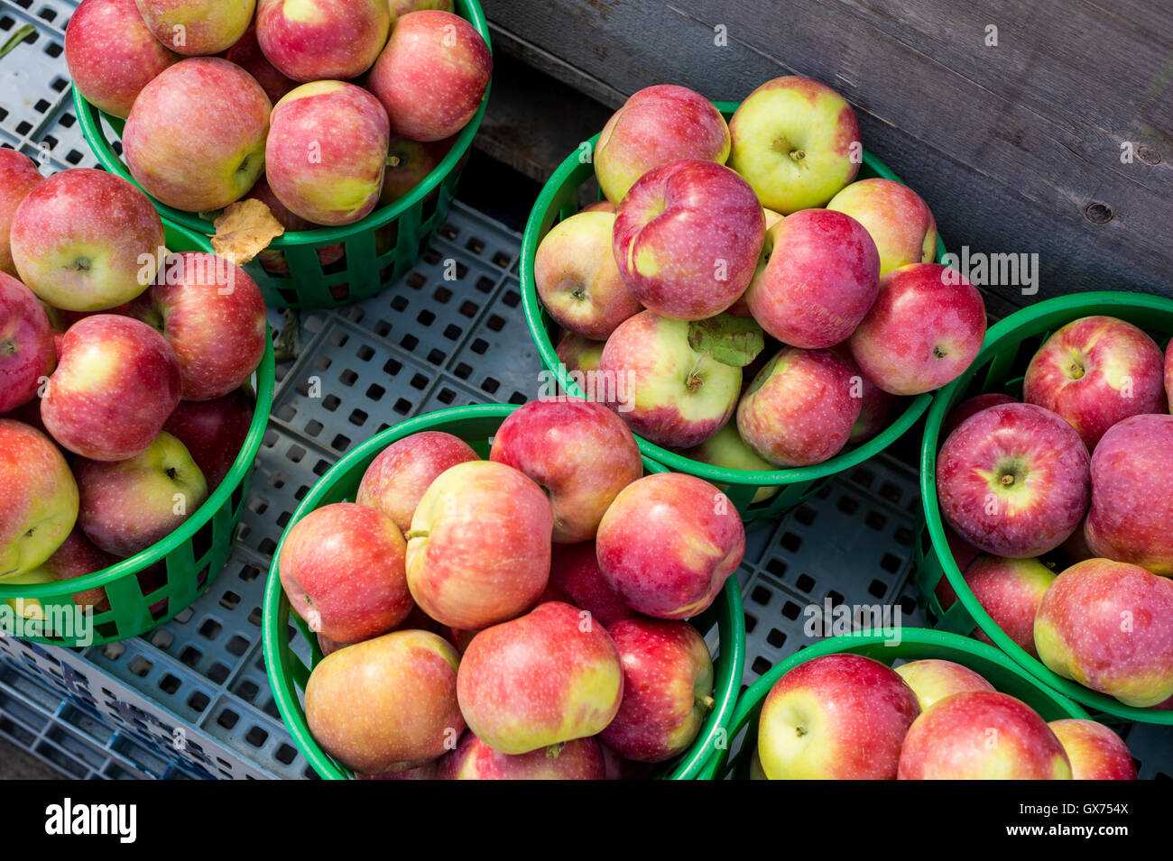 Lobo apples in baskets at the market Stock Photo