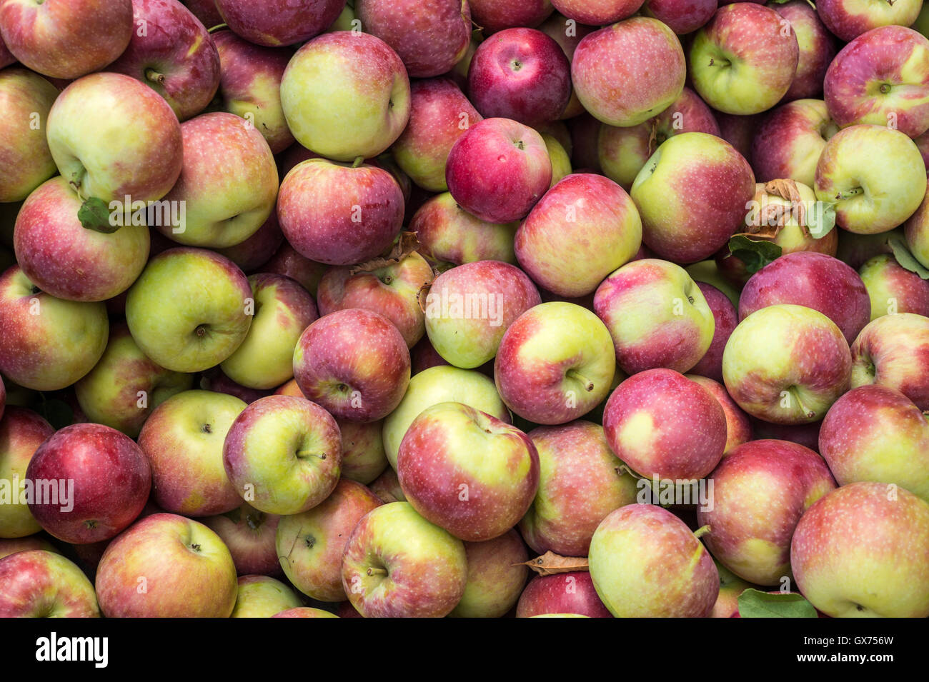 Lobo apples at the market Stock Photo