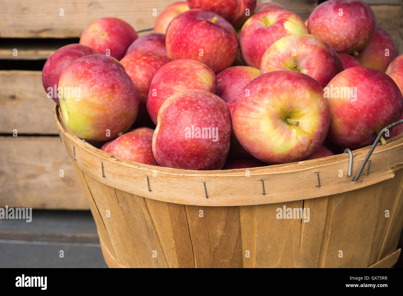 Lobo apples in a basket at the market Stock Photo
