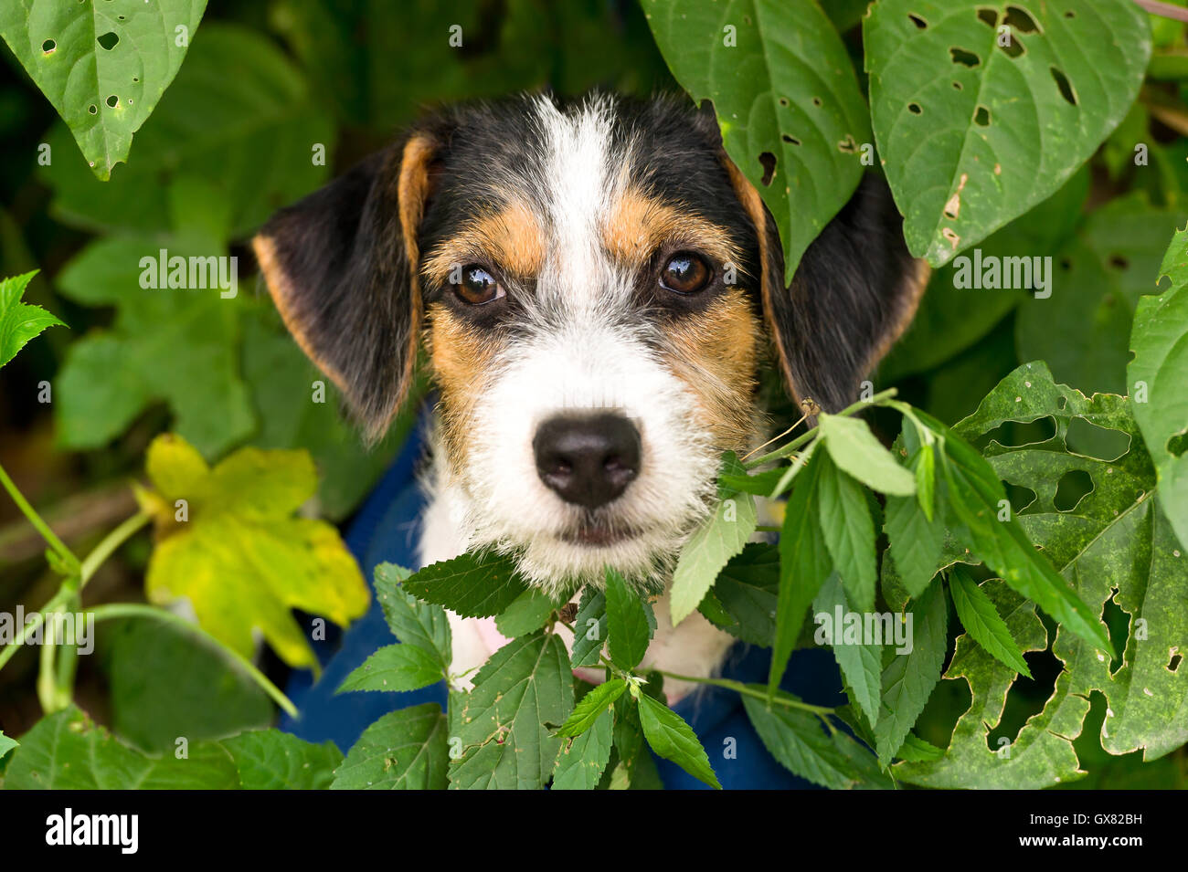 Puppy is an adorable puppy dog face outdoors with big brown adorable eyes. Stock Photo
