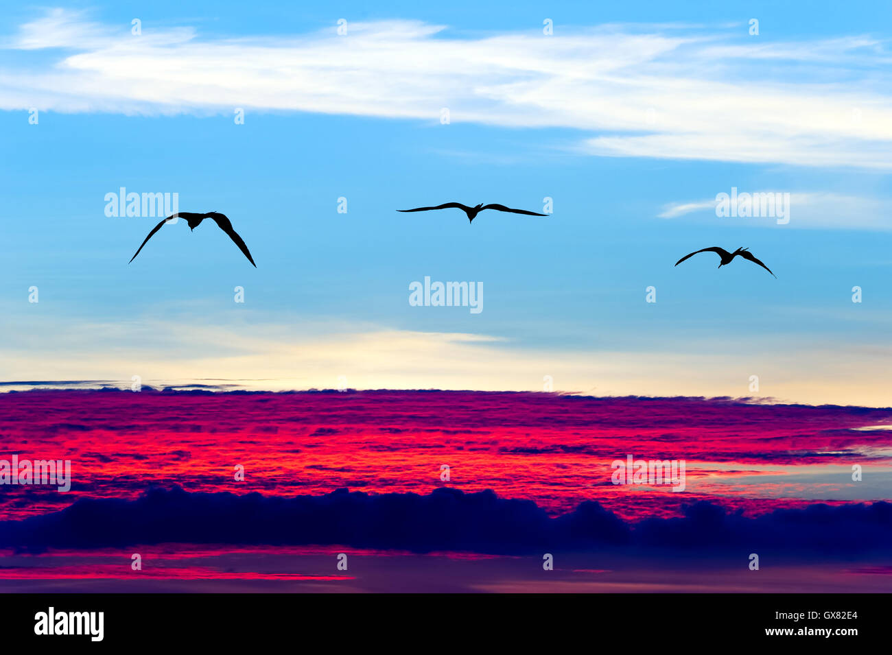 Birds flying silhouettes is three birds flying with wings spread soaring over a surreal ethereal blue sky cloudscape. Stock Photo