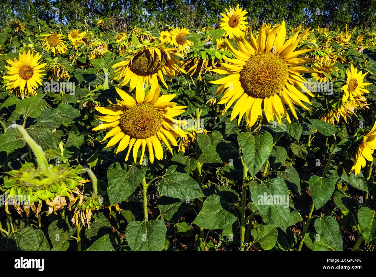 field of yellow sunflowers Stock Photo - Alamy