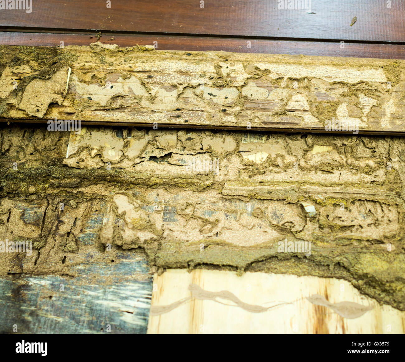 White ants damage australia hi-res stock photography and images - Alamy