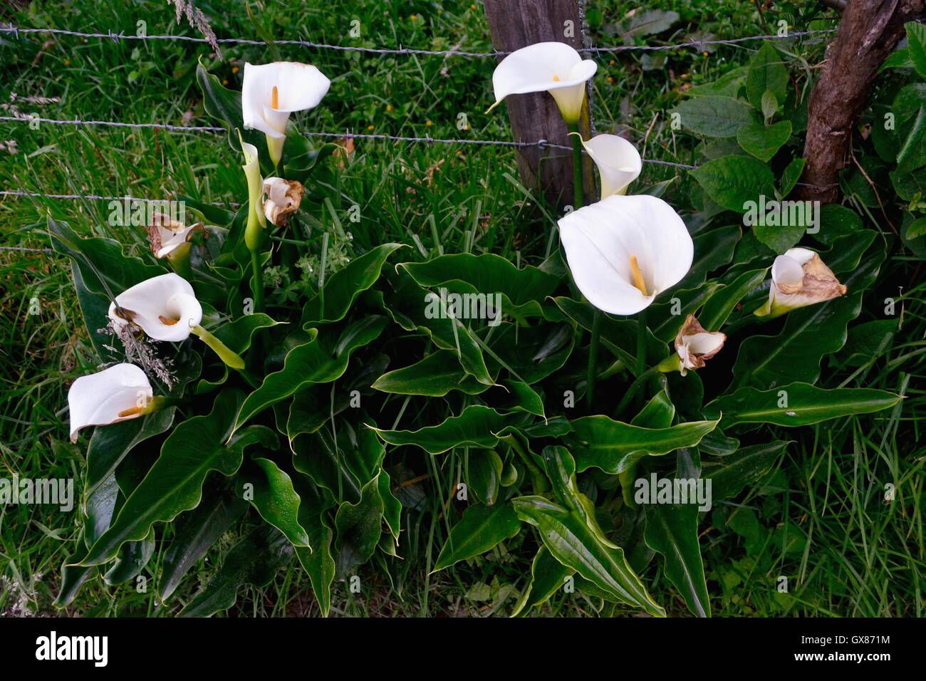 Orchid  in SAPALACHE  ' Las Huaringas '  - HUANCABAMBA.. Department  of Piura .PERU Stock Photo