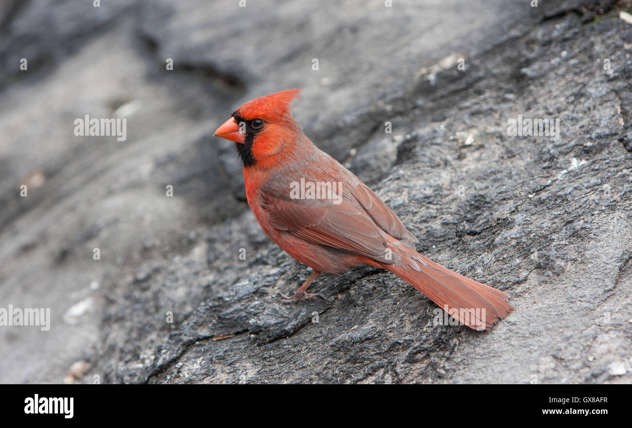 Male Northern Cardinal [Cardinalis cardinalis] on a gray rock. Central Park, NYC. Stock Photo