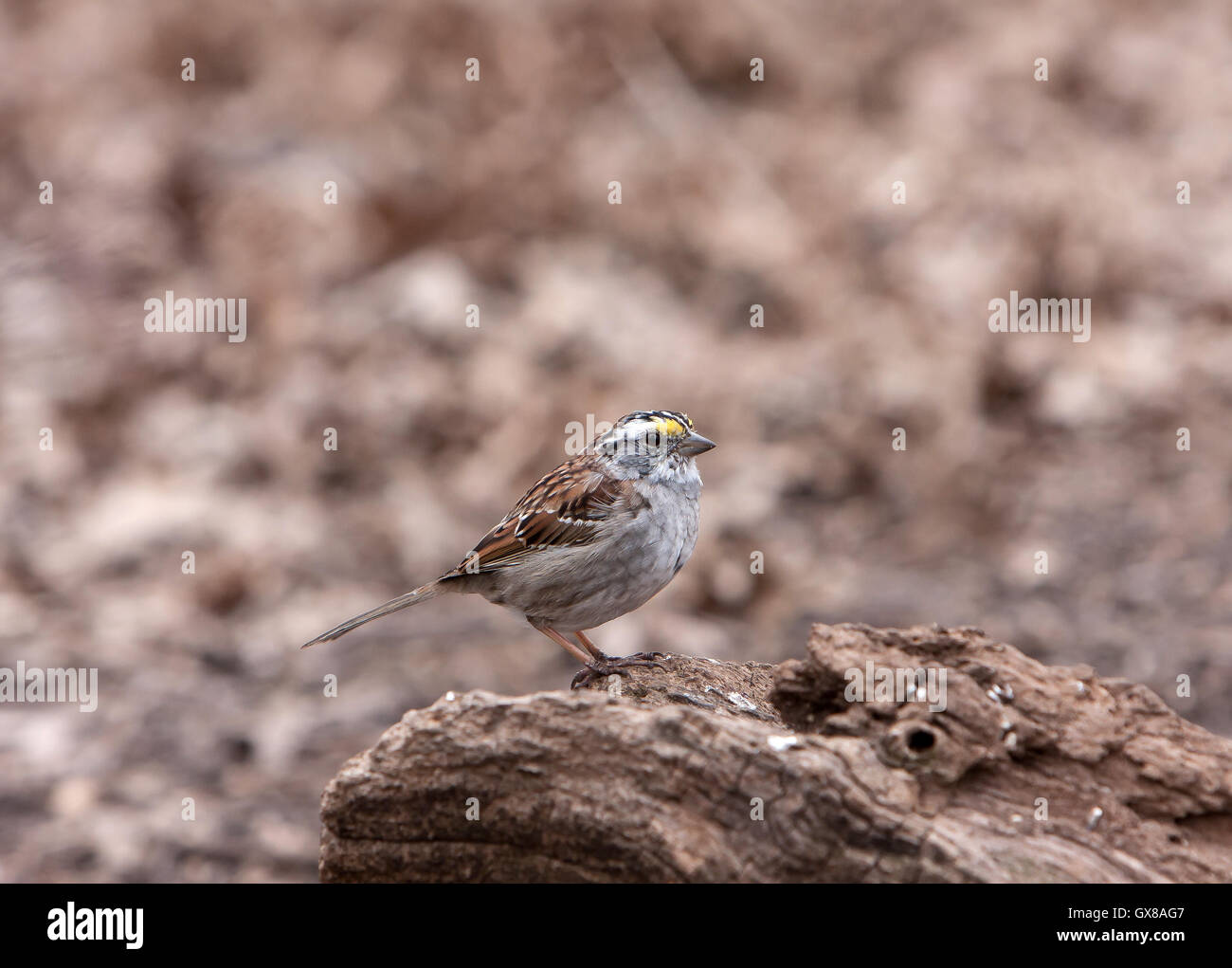 White-throated Sparrow [Zonotrichia albicollis]. Central Park, NYC. Stock Photo