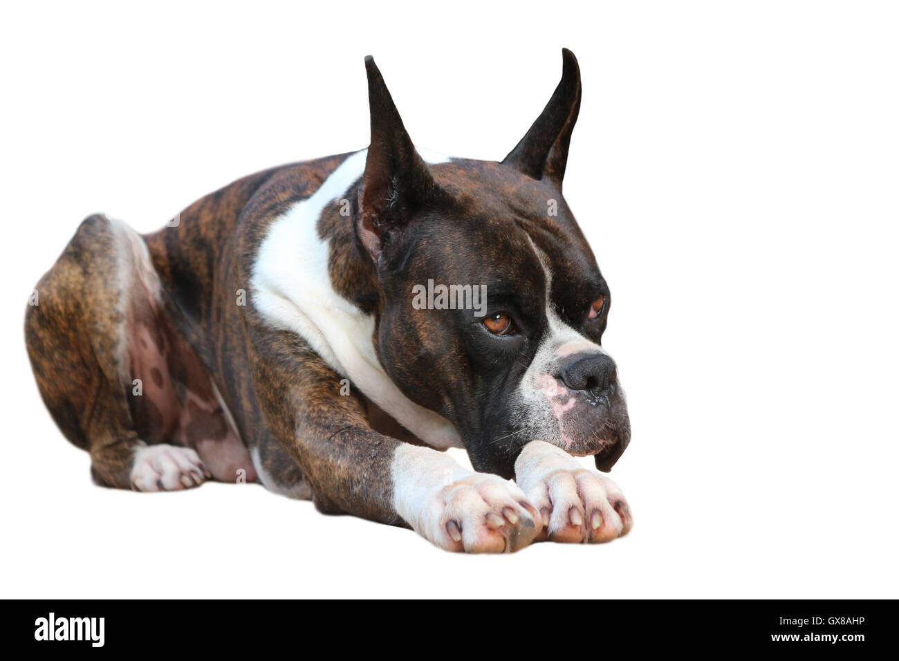 Boxer Dog Stock Photo
