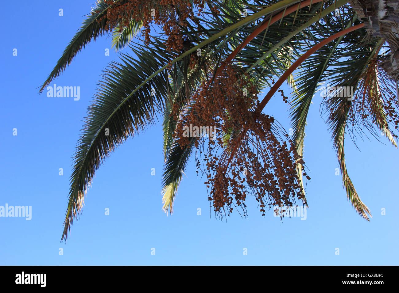 branches of palm trees against the blue sky Stock Photo Alamy