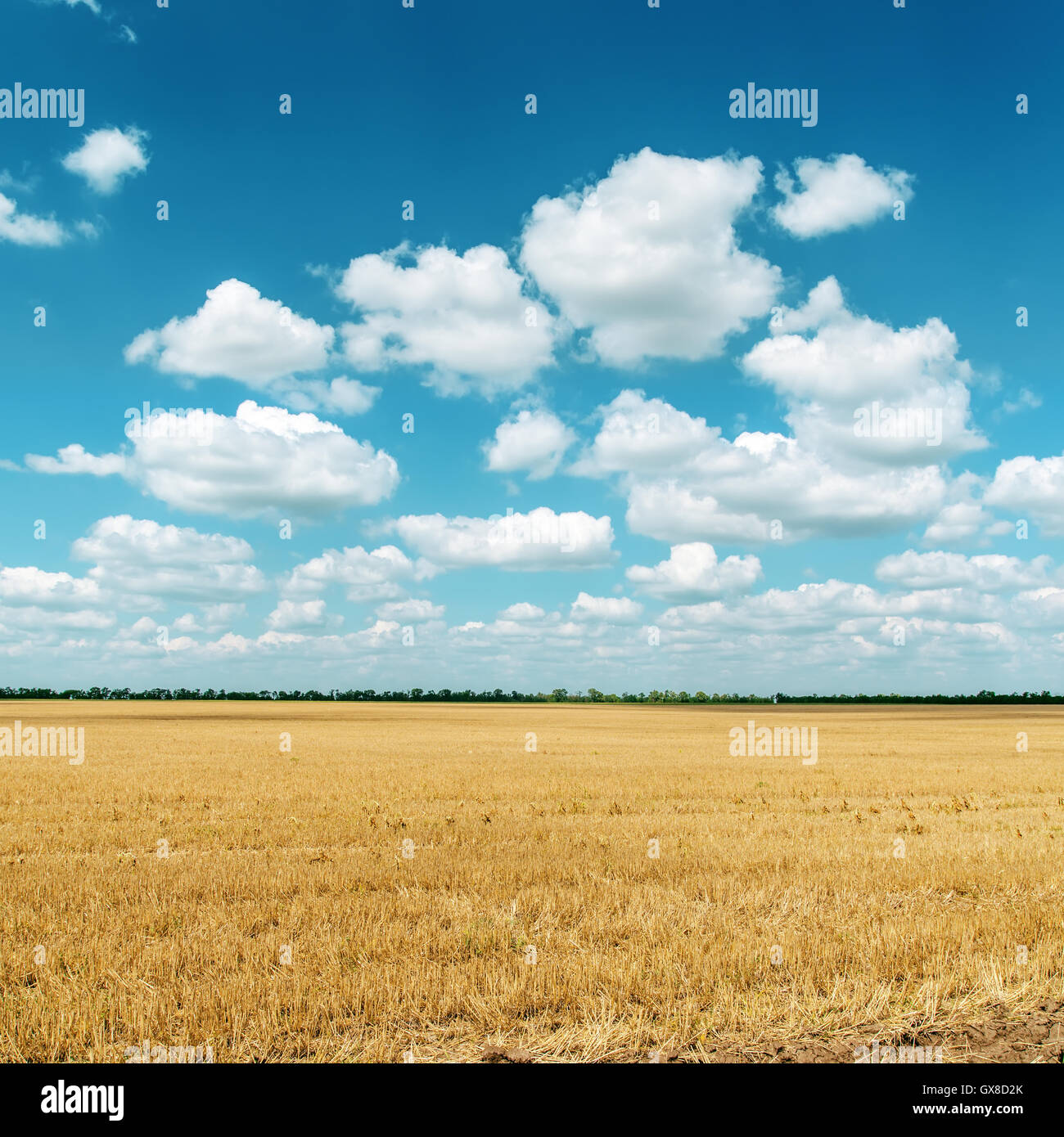 cloudy sky and golden field after harvesting Stock Photo - Alamy
