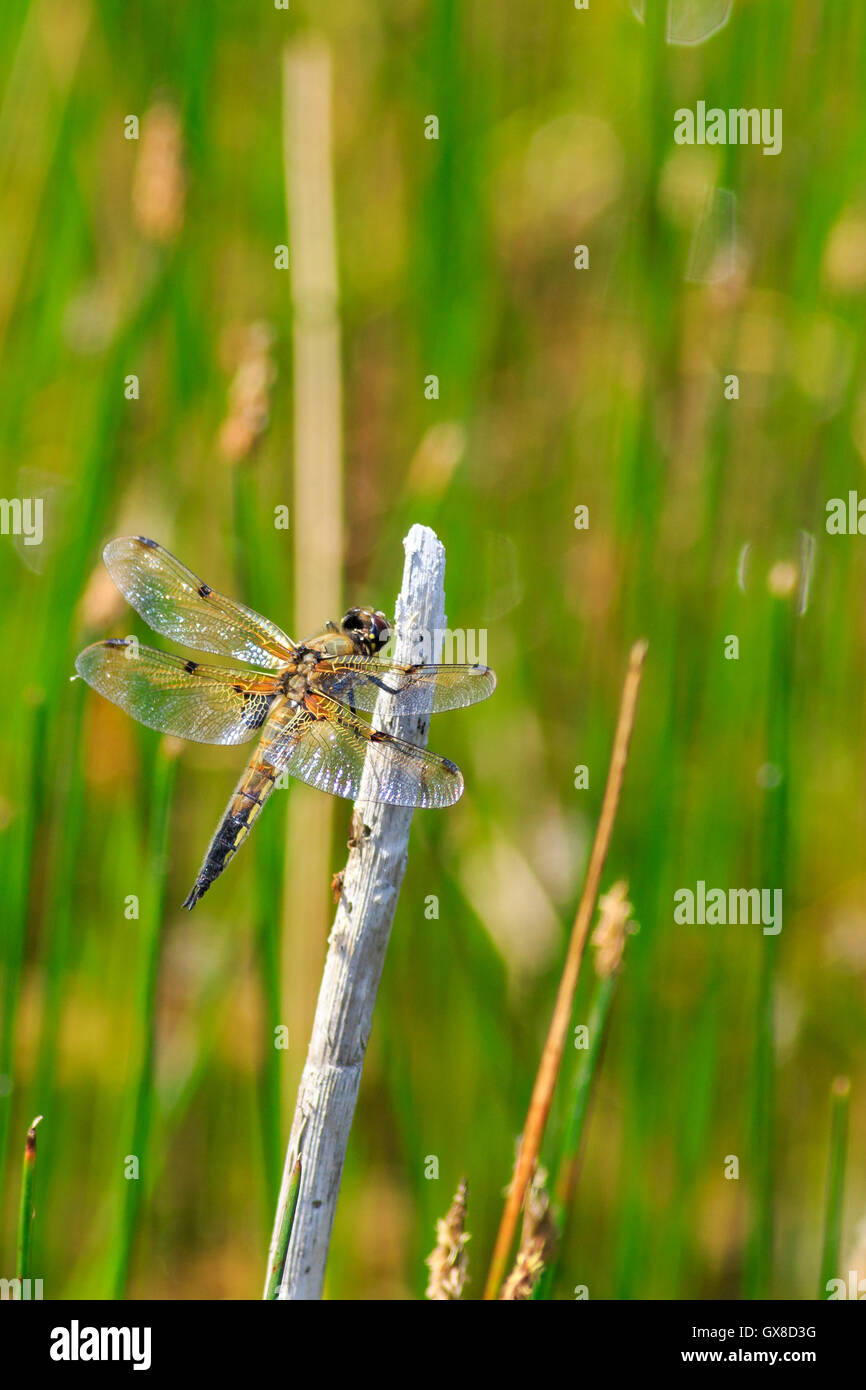 Dragonfly perched on a stem of grass Stock Photo - Alamy