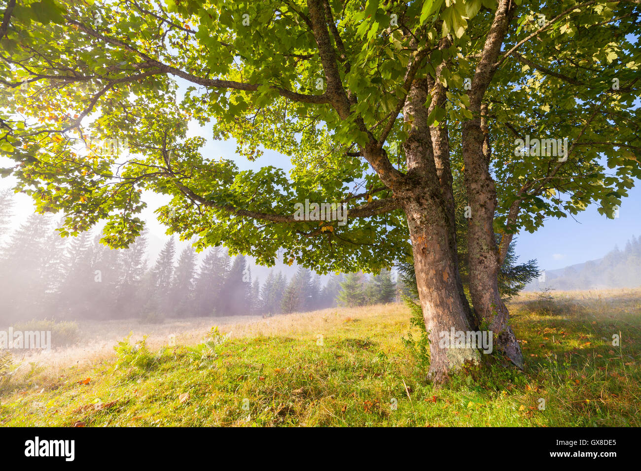 Oak tree in full leaf in summer standing alone Stock Photo - Alamy