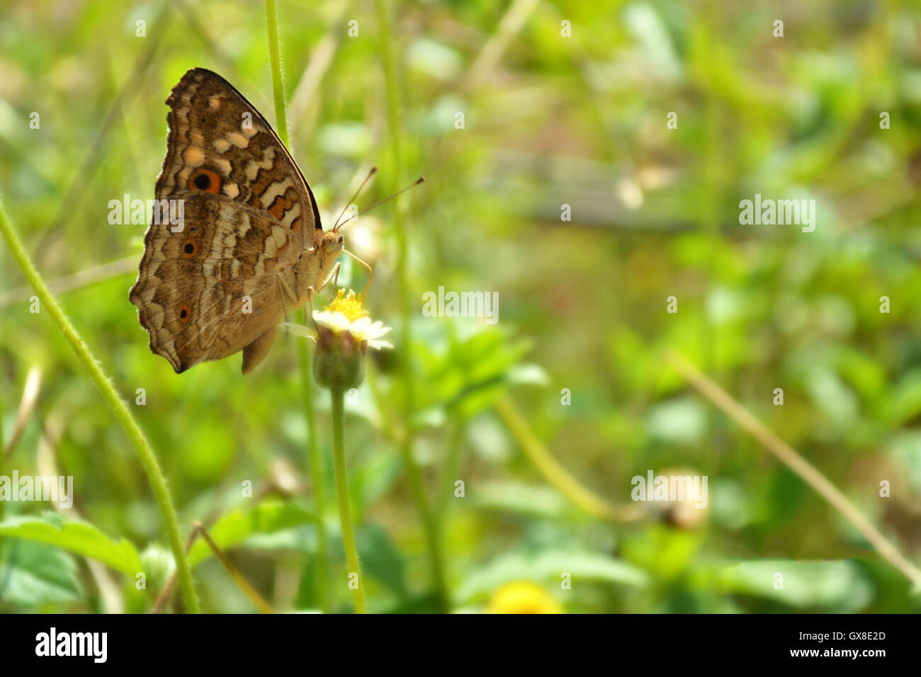 Brown and orange butterfly hires stock photography and images Alamy
