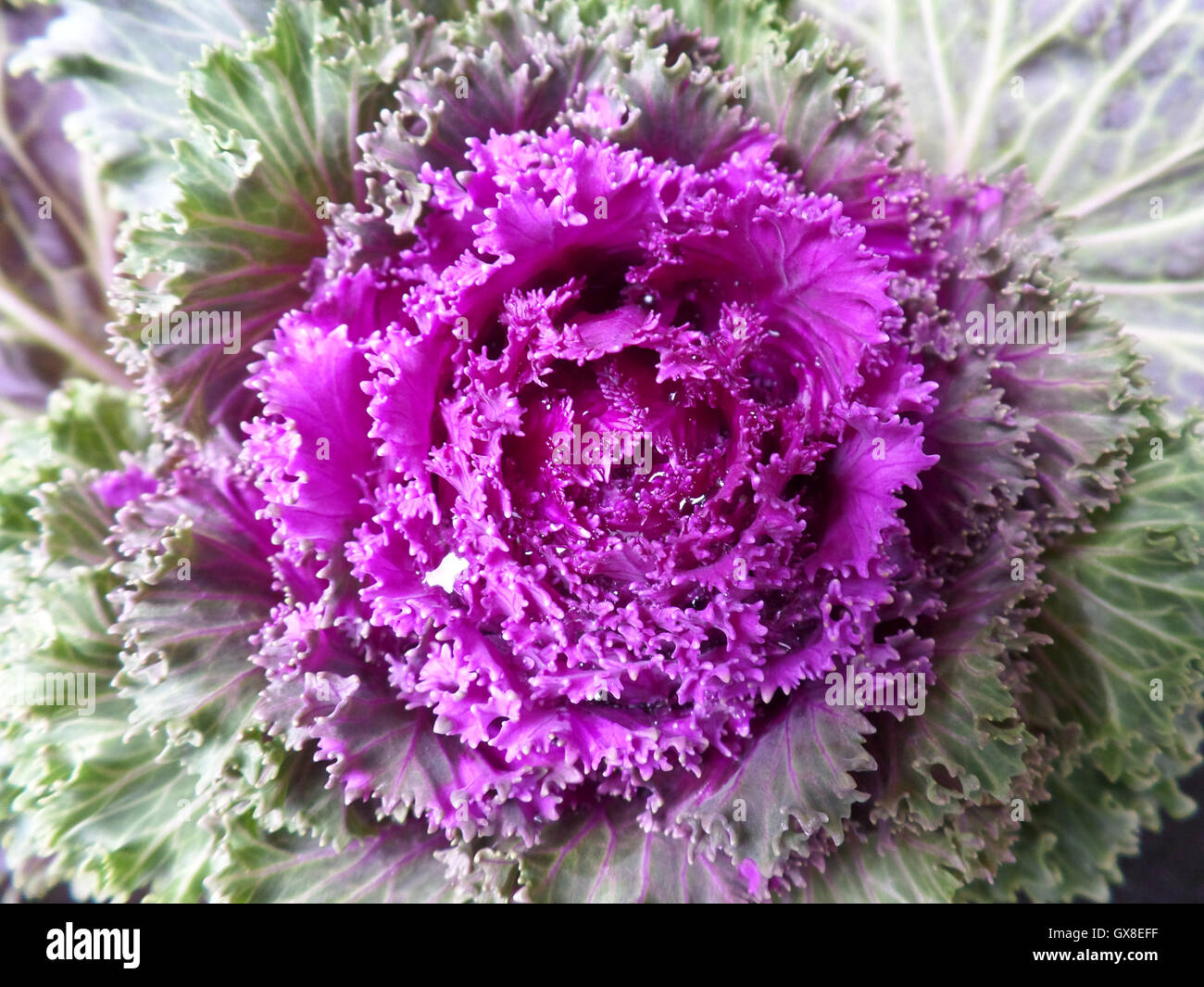 Purple lettuce hires stock photography and images Alamy