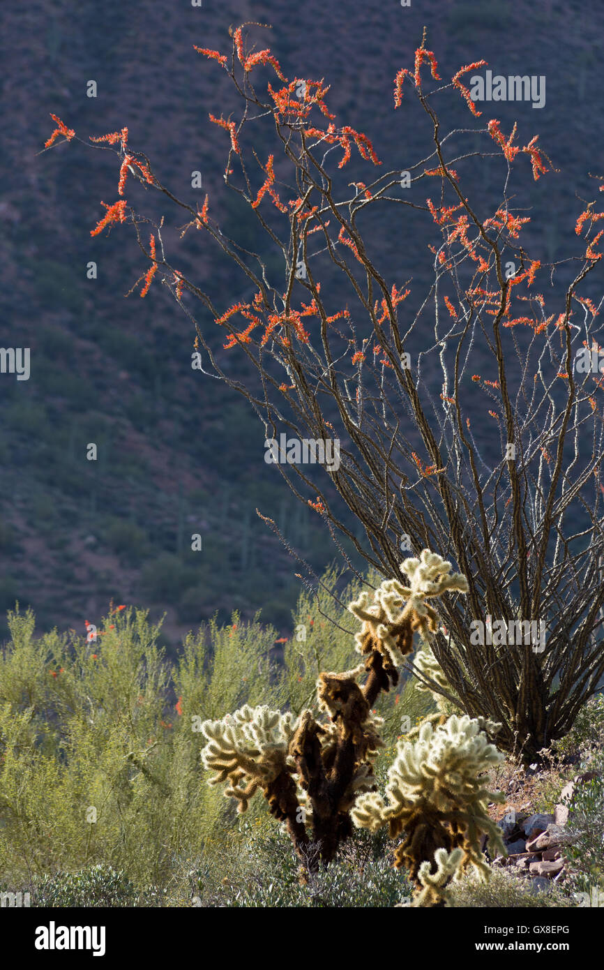 A large blooming ocotillo plant rising above a cholla cactus. Gila