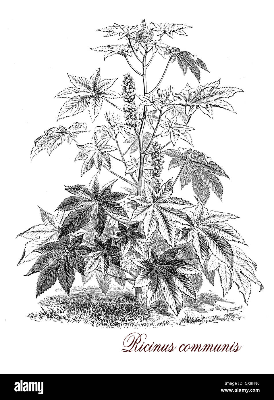 Vintage print describing Ricinus communis, flowering plant known also as castor-oil-plant, from the seeds is produced castor oil used as motor lubricant and in medicine and ricin, a water-soluble toxin. Stock Photo
