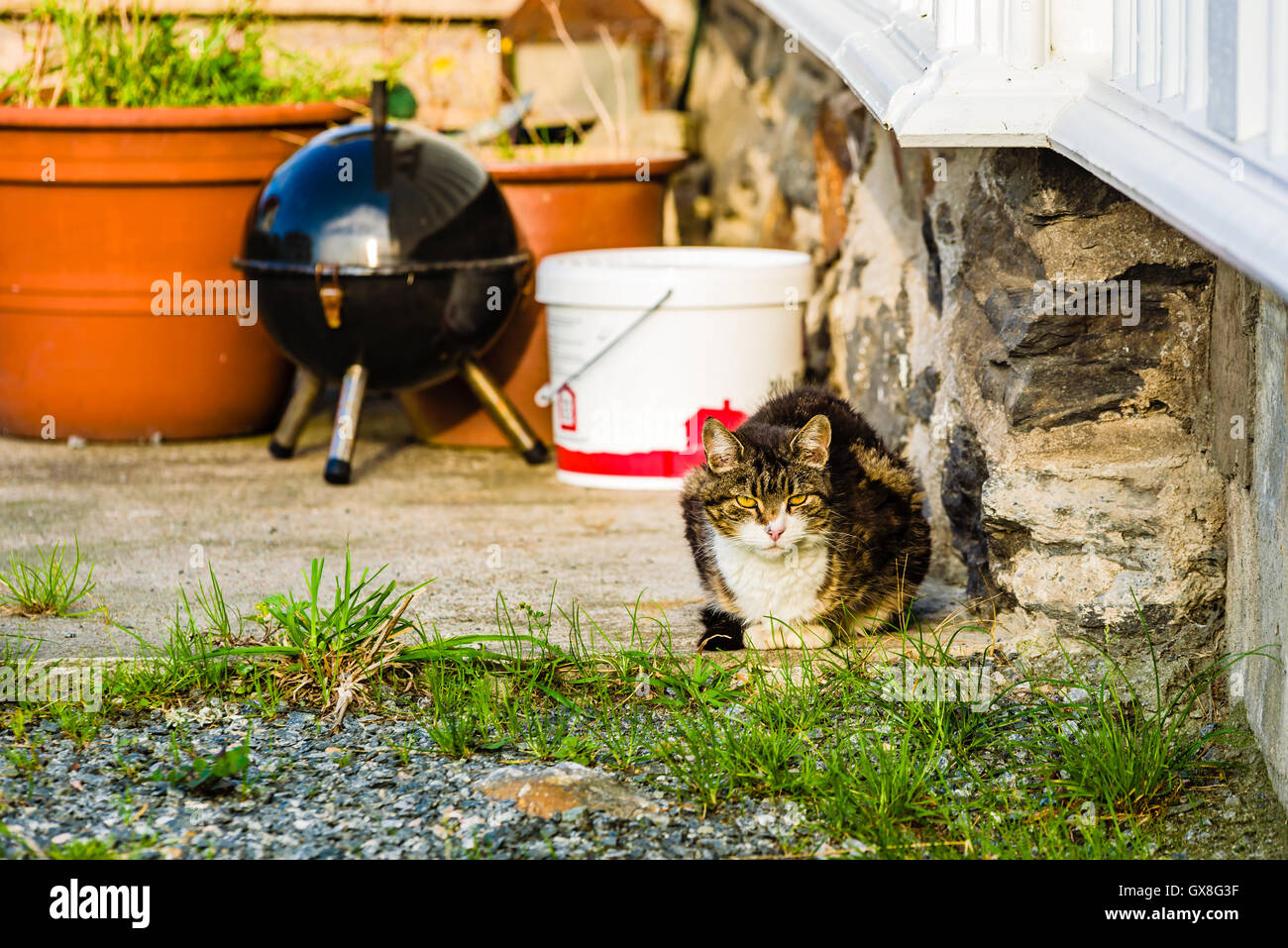 Relaxed cat waiting for something to happen as it lies beneath a house. Stock Photo