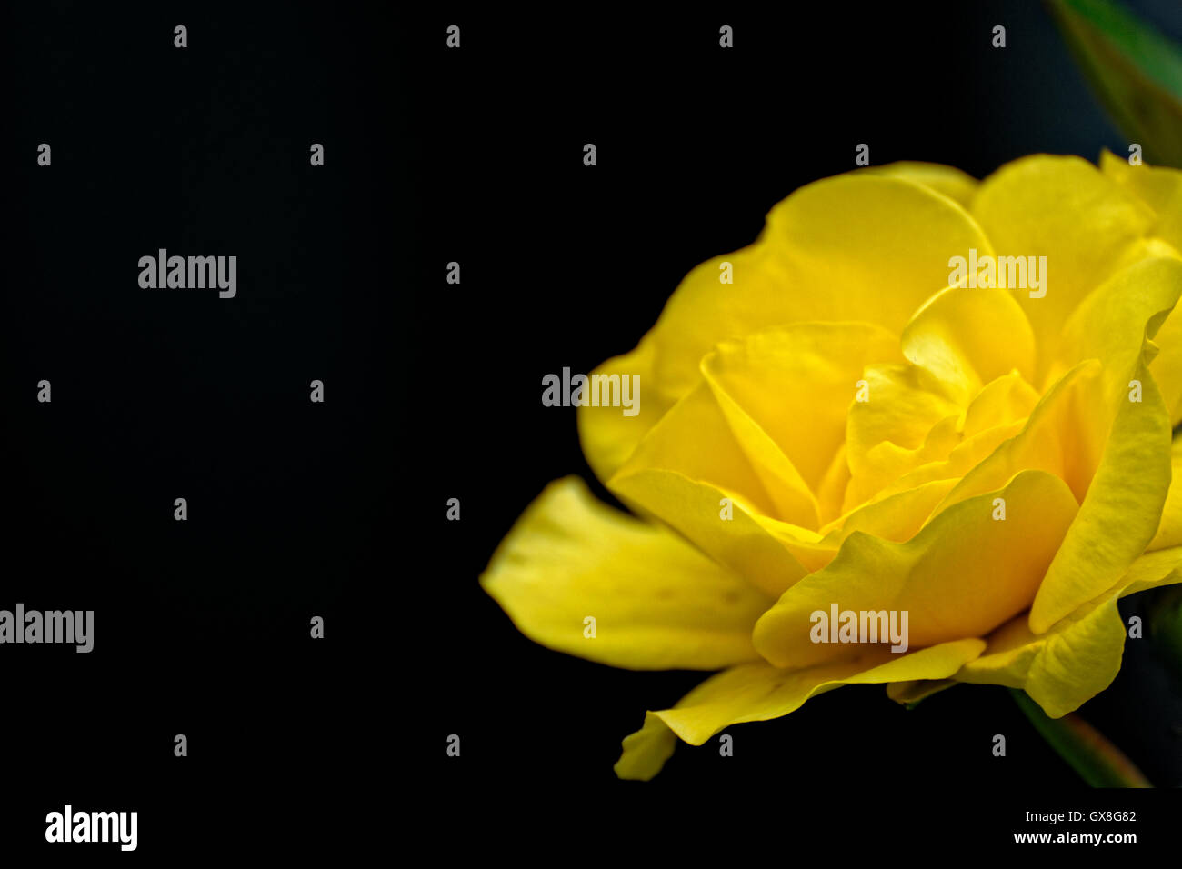 Yellow rose up close hi-res stock photography and images - Alamy