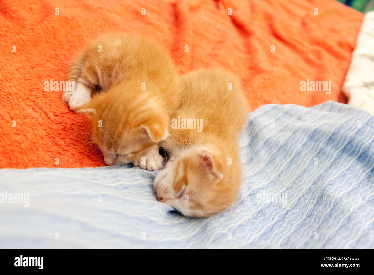 Mèo cam vằn ngủ là một khung cảnh rất đáng yêu và thư giãn. Hãy xem ảnh của chúng để thấy được sự thoải mái và yên tĩnh đến lạ kỳ của loài vật này khi nó nằm nghỉ.
