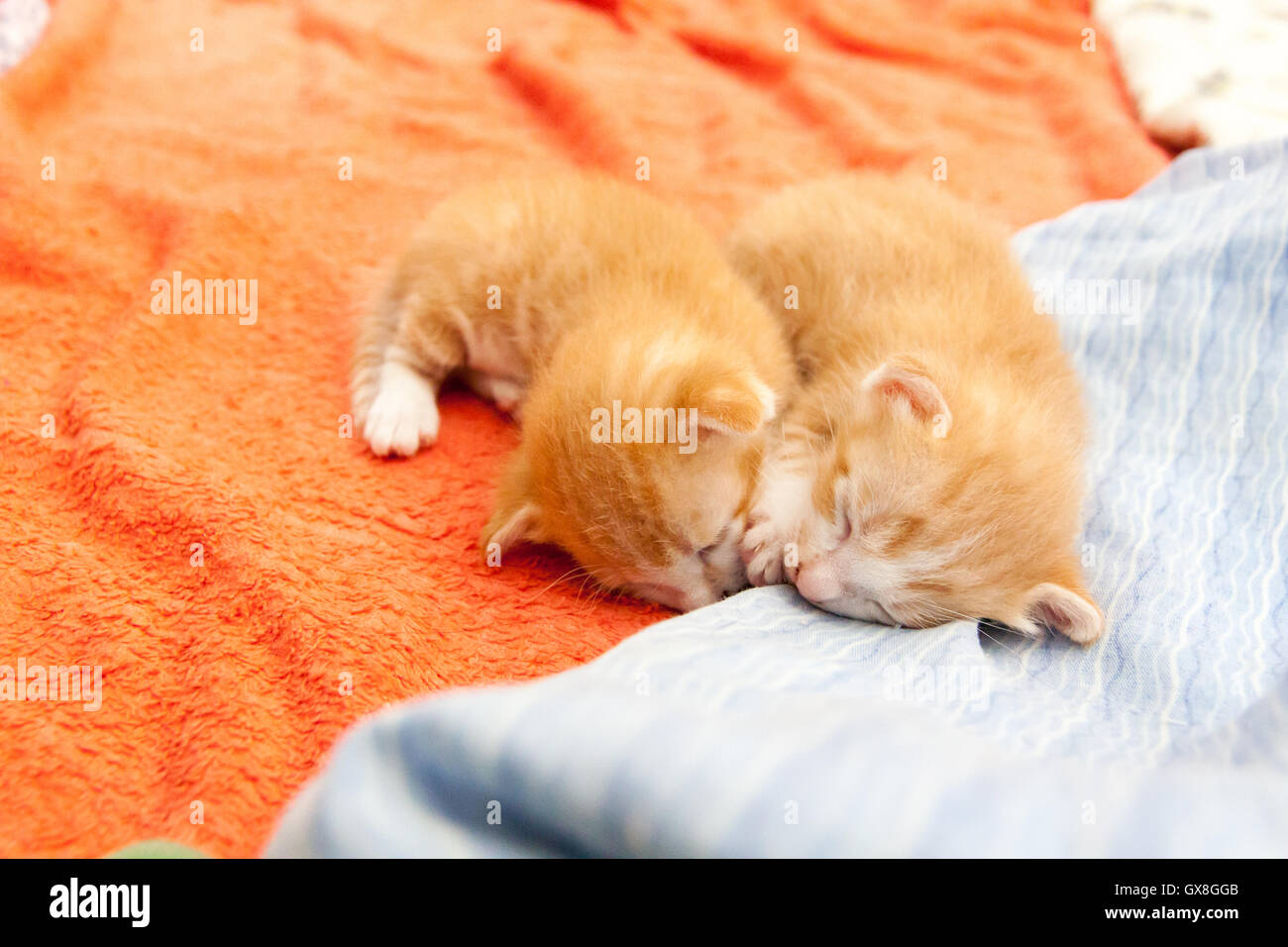 Mèo con cam đang ngủ là hình ảnh đáng yêu nhất mà bạn sẽ từng thấy. Hãy ngắm nhìn chú mèo con cam ngủ say đắm, với bộ lông lùn nhìn rất đáng yêu, chắc chắn sẽ khiến bạn thấy bầu không khí nhẹ nhàng và dịu dàng.