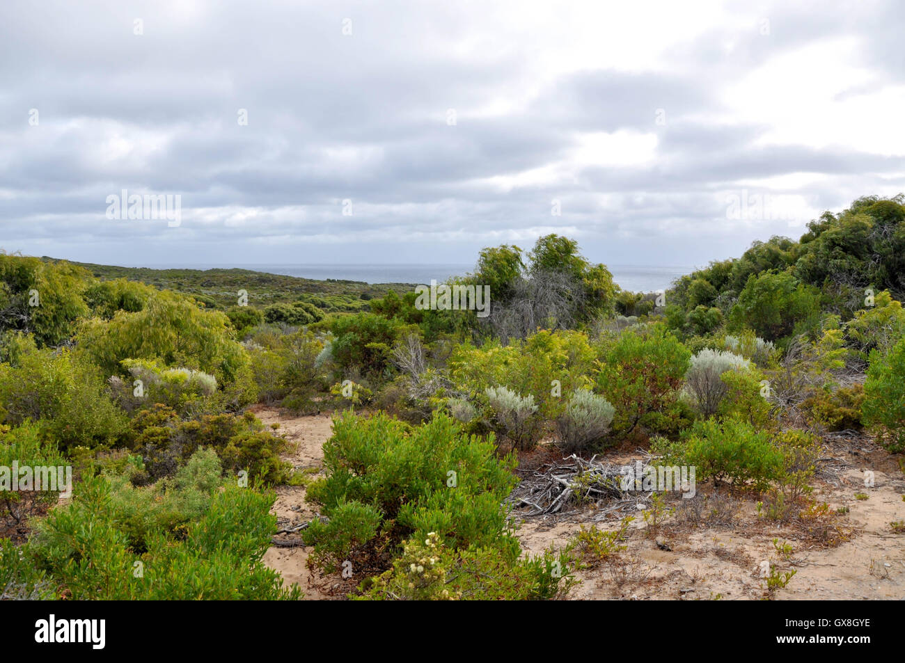 Lush green bushland in the dunes at Cape Naturaliste with a hint of the Indian Ocean on a cloudy day in Western Australia. Stock Photo