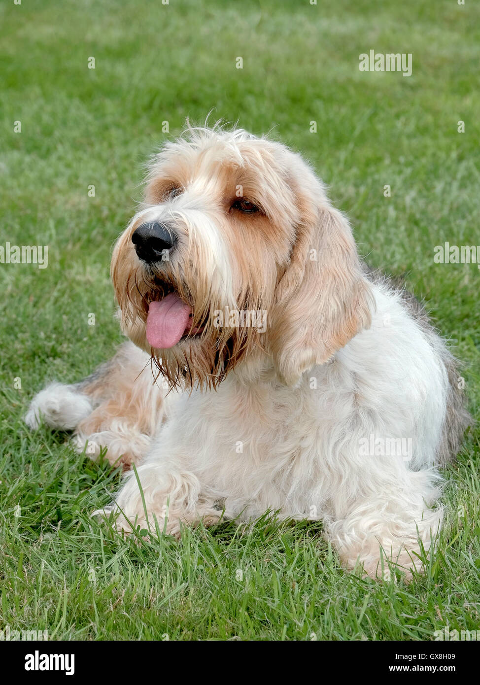 Typical Petit Basset Griffon Vendeen in the spring garden Stock Photo