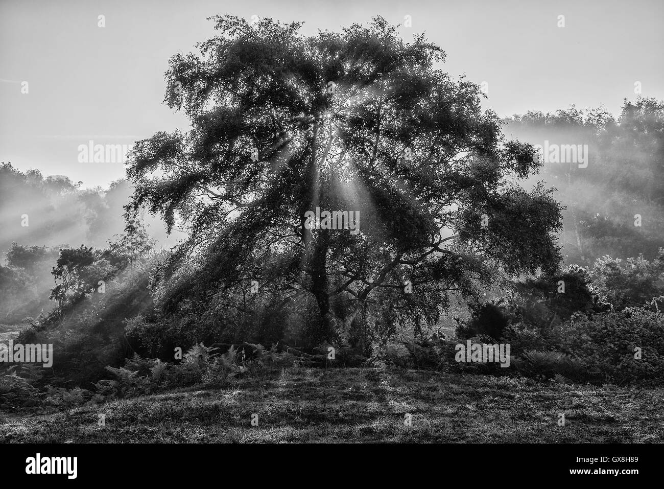 Stunning sunrise landscape of sun beams shining through tree in black and white Stock Photo