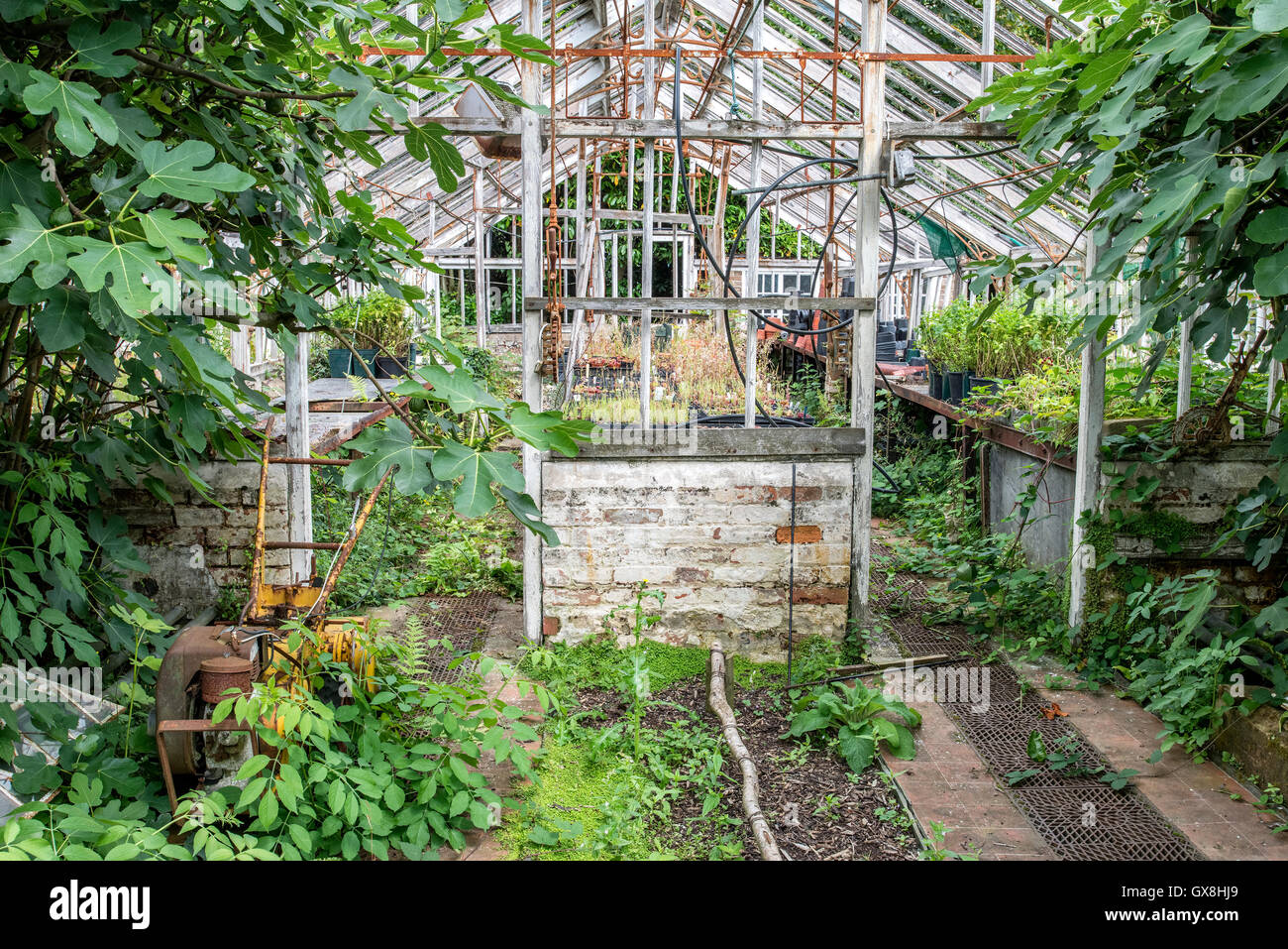 Beautiful Old Victorian Era Greenhouse Left Ro Ruin In Old English Garden Stock Photo Alamy
